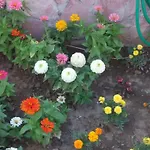 Nefes Ayvalı